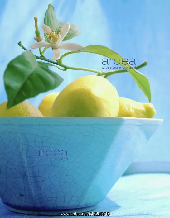 : Lemon, Citrus limon : Lemon, Citrus limon