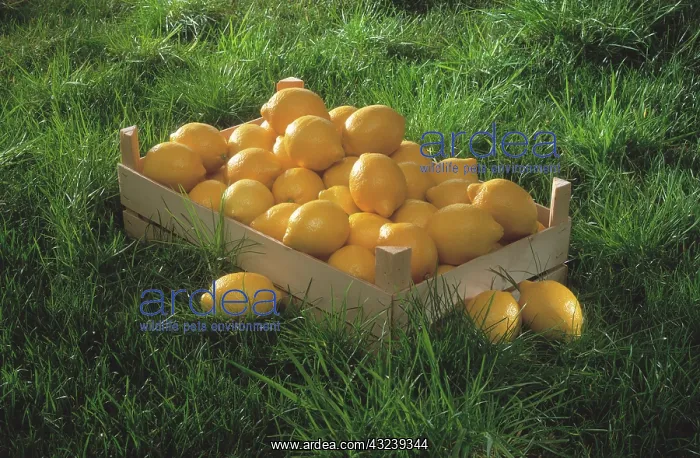 : Lemon, Citrus limon : Lemon, Citrus limon