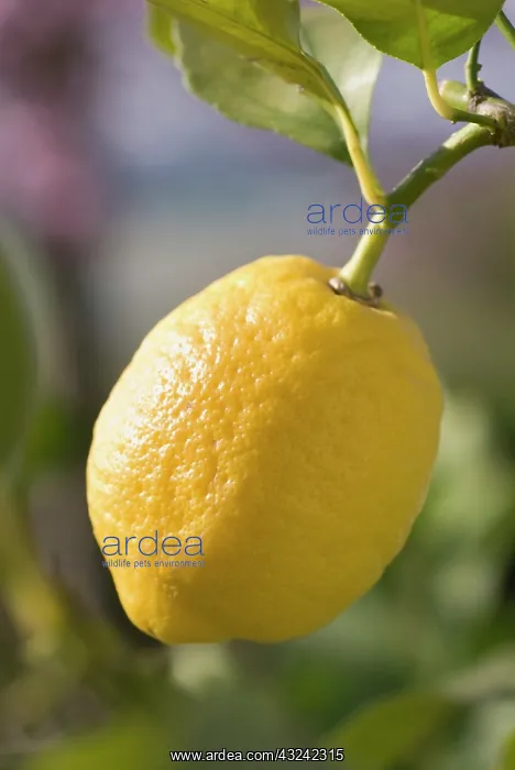 : Lemon, Citrus limon : Lemon, Citrus limon