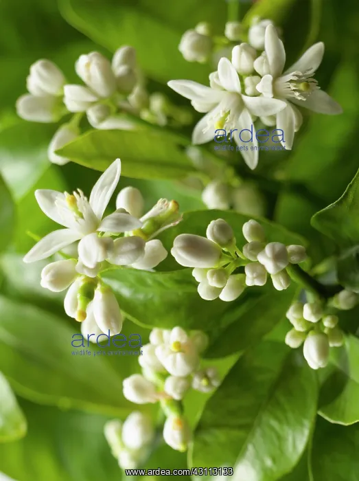 : Lemon, Citrus limon, Close view of many flowers : Lemon, Citrus limon, Close view of many flowers