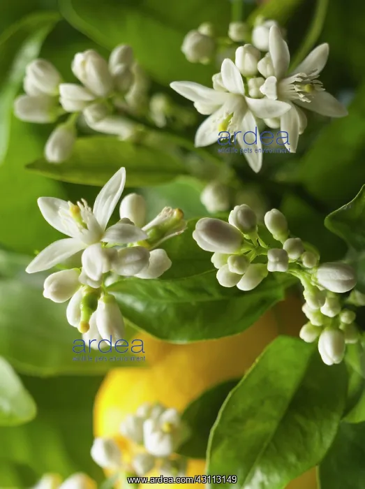 : Lemon, Citrus limon, Close view of many flowers : Lemon, Citrus limon, Close view of many flowers