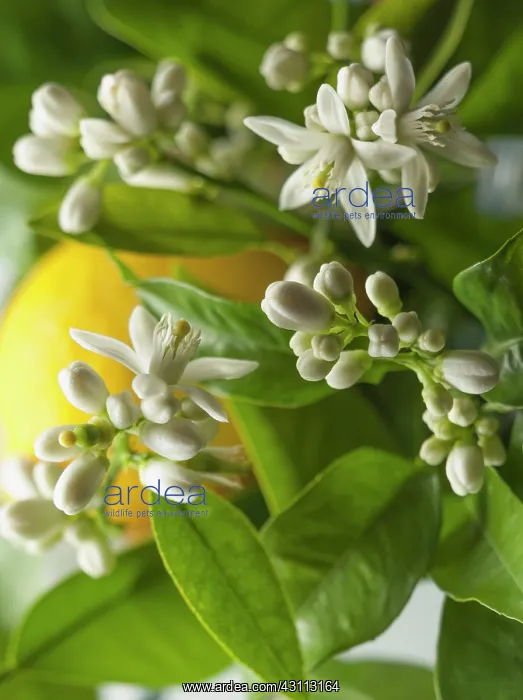 : Lemon, Citrus limon, Close view of many flowers : Lemon, Citrus limon, Close view of many flowers