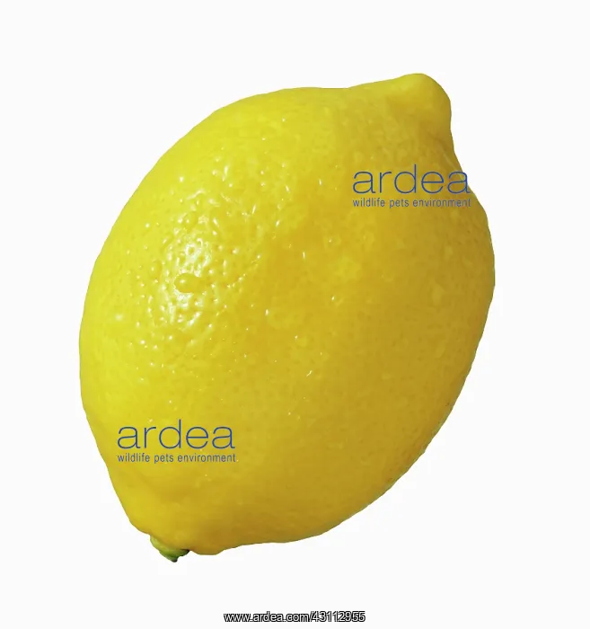 : Lemon, Citrus limon, Cut out on white of one whole : Lemon, Citrus limon, Cut out on white of one whole