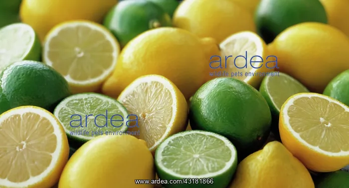 : Lemon, Citrus limon and limes, Citrus aurantiifolia : Lemon, Citrus limon and limes, Citrus aurantiifolia