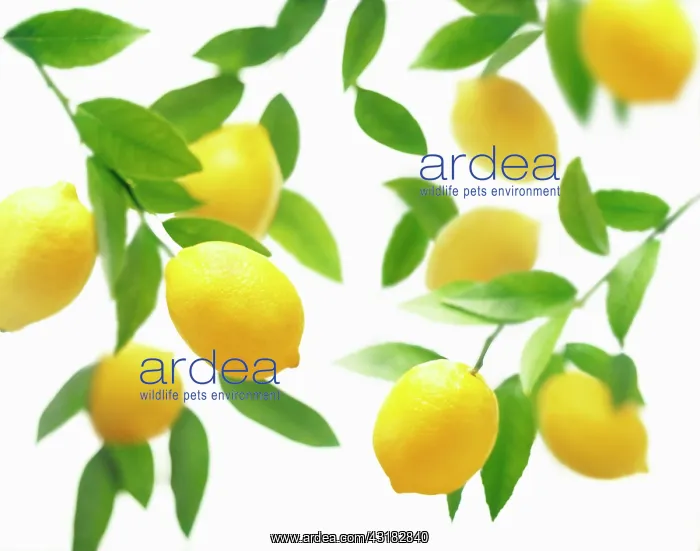: Lemon, Citrus limon, Overhead view of lemons on : Lemon, Citrus limon, Overhead view of lemons on