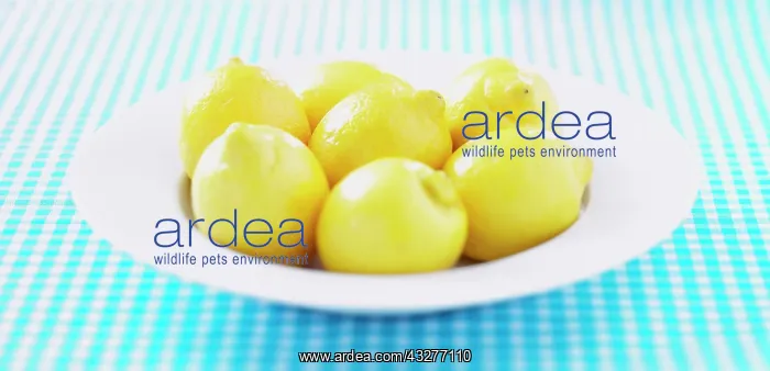  : Lemon, Citrus limon, Yellow subject