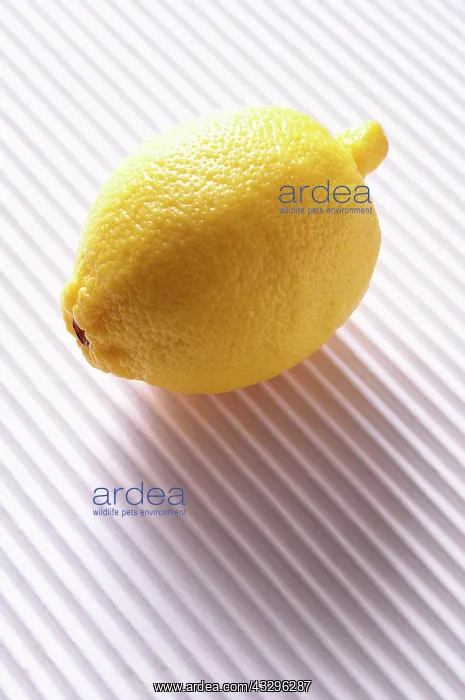 : Lemon, Citrus limon, Yellow subject : Lemon, Citrus limon, Yellow subject