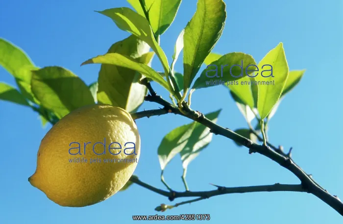  : LEMON - CLOSE-UP OF FRUIT ON TREE