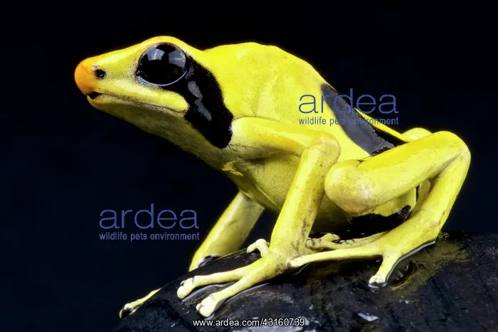 : Lemon dart frog (Dendrobates tinctorius) Matecho : Lemon dart frog (Dendrobates tinctorius) Matecho