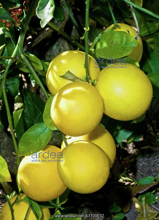 : Lemon (Everbearing) : Lemon (Everbearing)