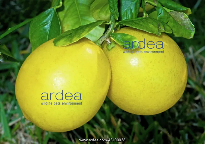 : Lemon (Everbearing) : Lemon (Everbearing)