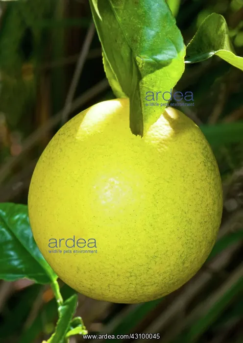 : Lemon (Everbearing) : Lemon (Everbearing)
