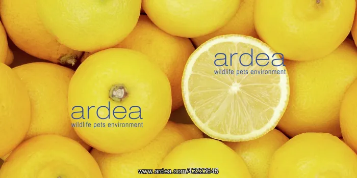 : Lemon Fruit Lemon Fruit from above Panorama : Lemon Fruit Lemon Fruit from above Panorama
