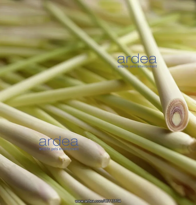 : Lemon grass, Cymbopogon citratus, A mas of sticks : Lemon grass, Cymbopogon citratus, A mas of sticks