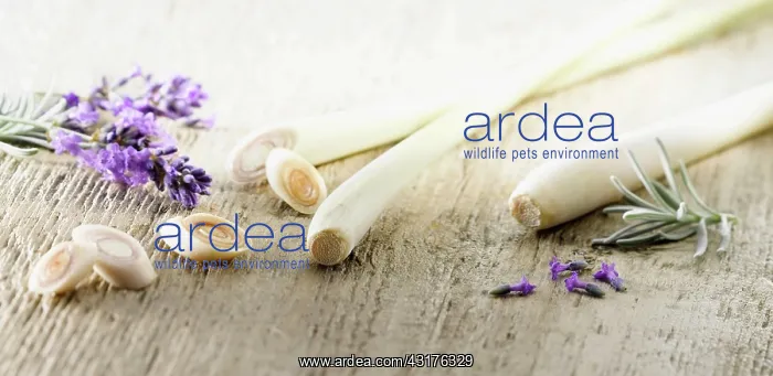 : Lemon grass, Cymbopogon citratus stems and slices : Lemon grass, Cymbopogon citratus stems and slices