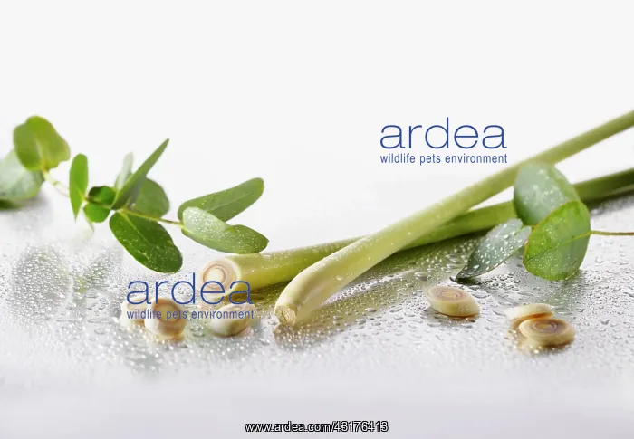 : Lemon grass, Cymbopogon citratus stems and slices : Lemon grass, Cymbopogon citratus stems and slices