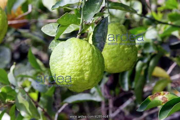  : Lemon. Heath River centre, Amazon, Peru