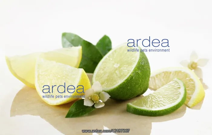 : Lemon & Lime, Citrus limon & citrus aurantiifolia : Lemon & Lime, Citrus limon & citrus aurantiifolia