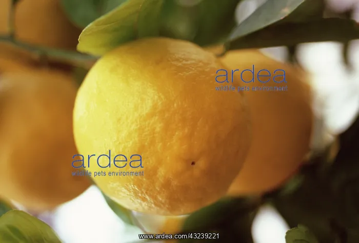 : Lemon, Ponderosa lemon, Citrus Ponderosa : Lemon, Ponderosa lemon, Citrus Ponderosa