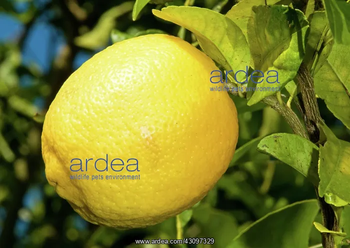 : Lemon. Port St. Lucie, Florida : Lemon. Port St. Lucie, Florida