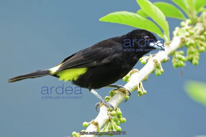 : Lemon-rumped Tanager (male) : Lemon-rumped Tanager (male)