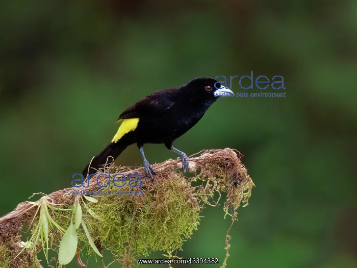 : Lemon Rumped Tanager - male Ramphocelus icterono : Lemon Rumped Tanager - male Ramphocelus icterono