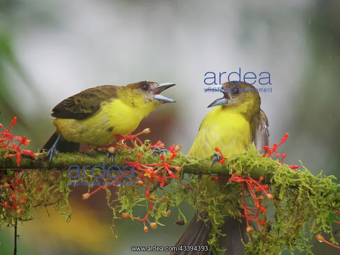 : Lemon Rumped Tanager - showing agression Ramphoc : Lemon Rumped Tanager - showing agression Ramphoc