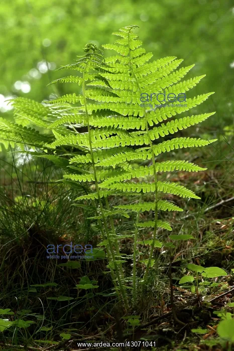 : Lemon-Scented Fern (Oreopteris limbosperma). Ravnsholte : Lemon-Scented Fern (Oreopteris limbosperma). Ravnsholte