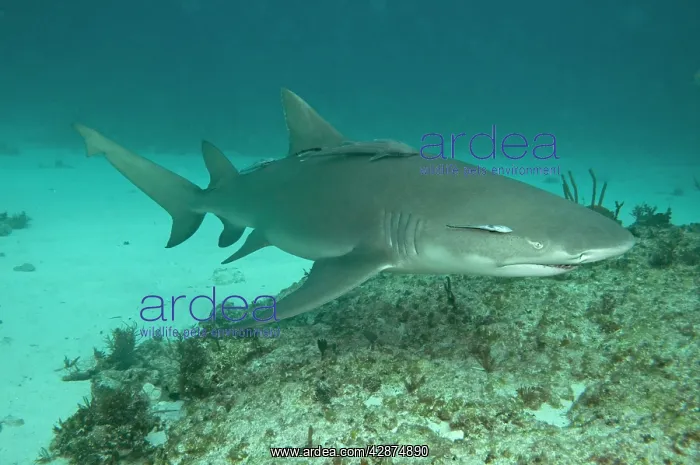 : Lemon Shark : Lemon Shark