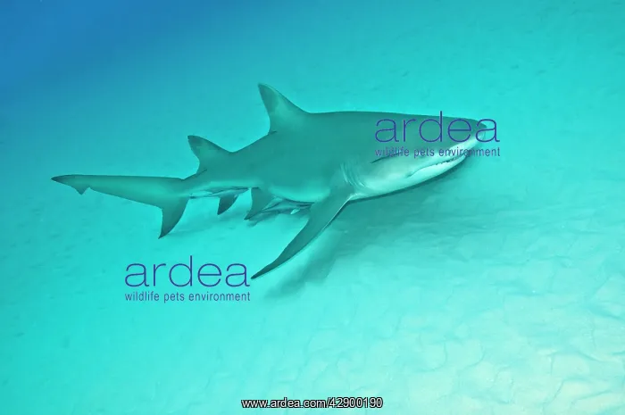 : Lemon Shark : Lemon Shark