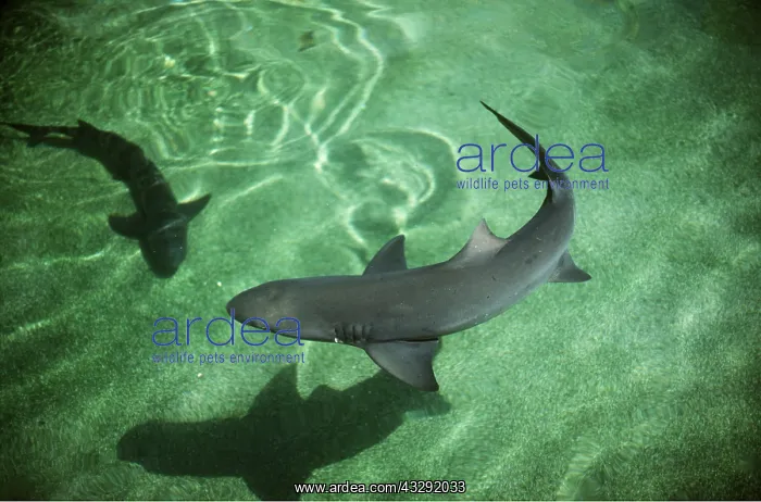  : LEMON SHARK