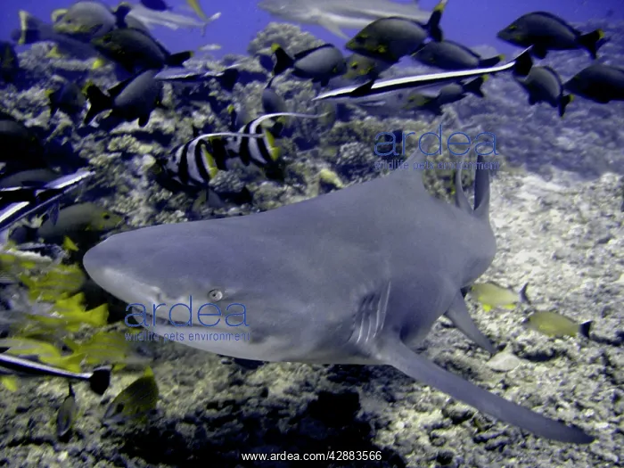 : Lemon Shark - Dangerous. With reef fish : Lemon Shark - Dangerous. With reef fish