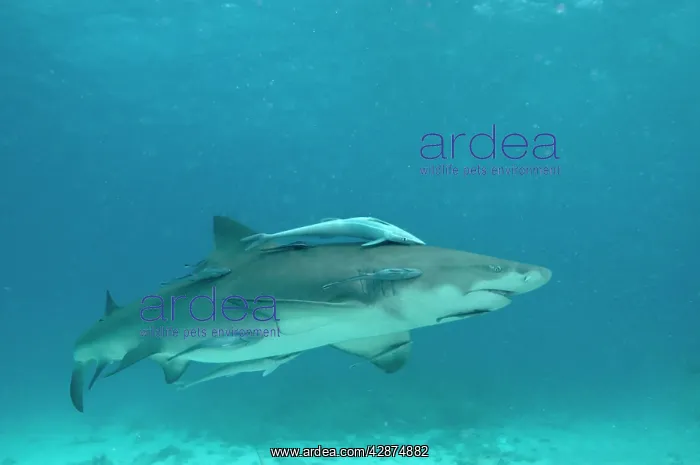  : Lemon Shark - female is about to pup - the remoras