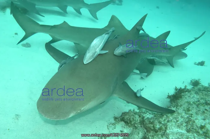  : Lemon Shark - female is about to pup - the remoras