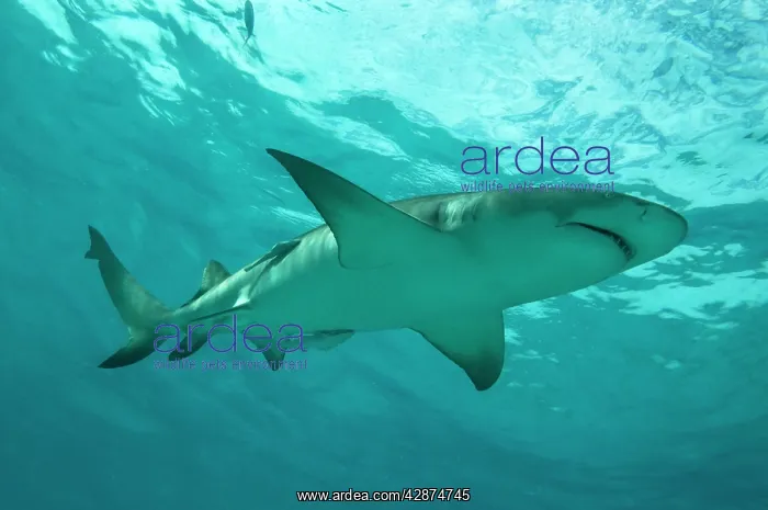 : Lemon Shark - male swimming just under the surface : Lemon Shark - male swimming just under the surface