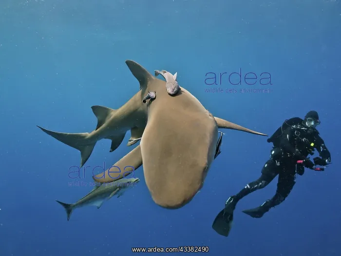 : Lemon shark (Negaprion brevirostris) with suckerfish : Lemon shark (Negaprion brevirostris) with suckerfish