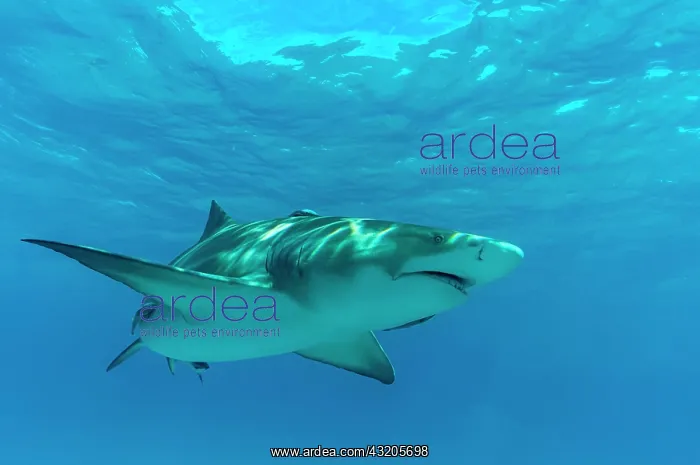 : Lemon shark (Negaprion brevirostris), Tiger beach : Lemon shark (Negaprion brevirostris), Tiger beach