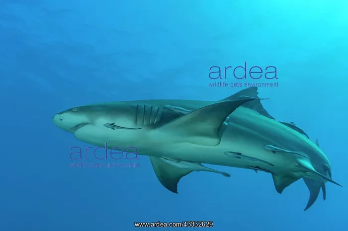 : Lemon shark (Negaprion brevirostris), Tiger beach : Lemon shark (Negaprion brevirostris), Tiger beach