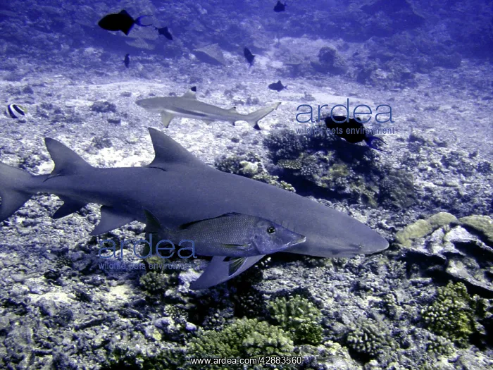 : Lemon Shark - with snapper. Dangerous. : Lemon Shark - with snapper. Dangerous.
