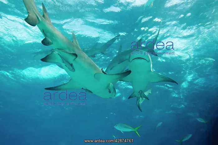 : Lemon Sharks : Lemon Sharks