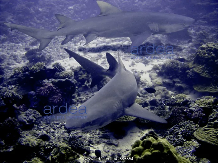 : Lemon Sharks - circling over reef. (Dangerous) : Lemon Sharks - circling over reef. (Dangerous)
