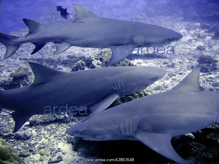 : Lemon Sharks - waiting to be fed : Lemon Sharks - waiting to be fed