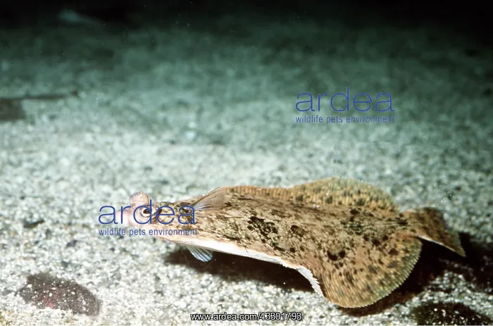 : Lemon Sole : Lemon Sole