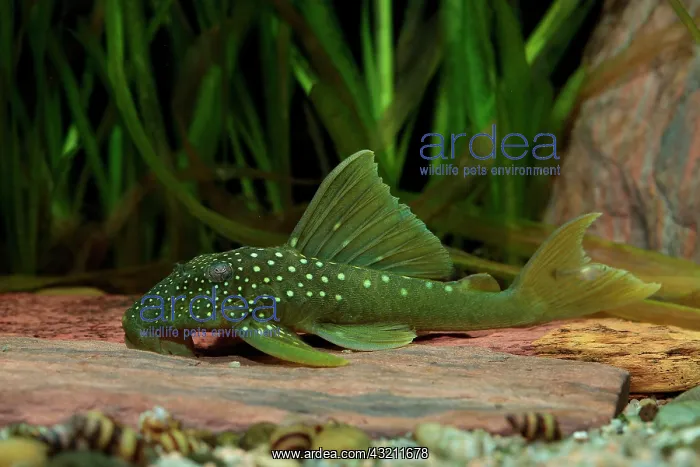 : Lemon spotted Pleco (Baryancistrus demantoides) : Lemon spotted Pleco (Baryancistrus demantoides)