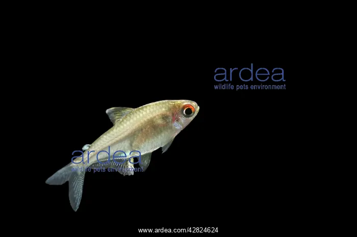 : Lemon Tetra FISH : Lemon Tetra FISH