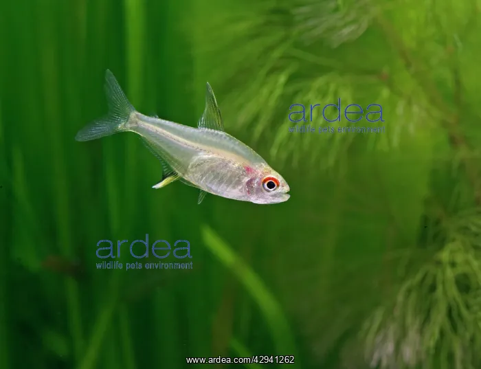 : Lemon tetra - side view, tropical freshwater : Lemon tetra - side view, tropical freshwater