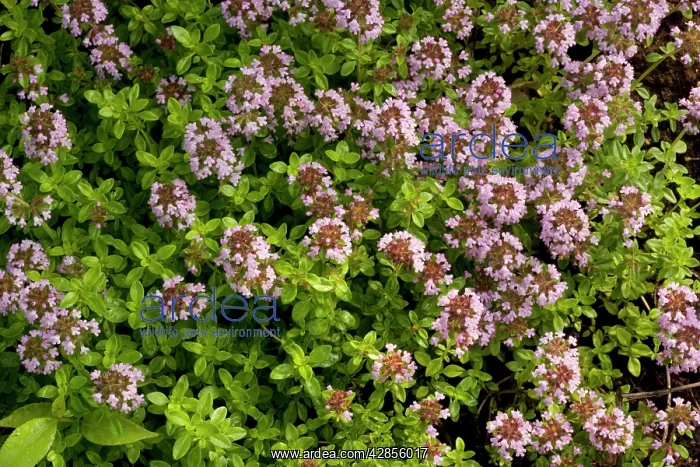 : Lemon thyme - in garden : Lemon thyme - in garden
