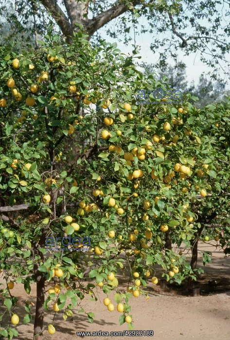  : Lemon Tree