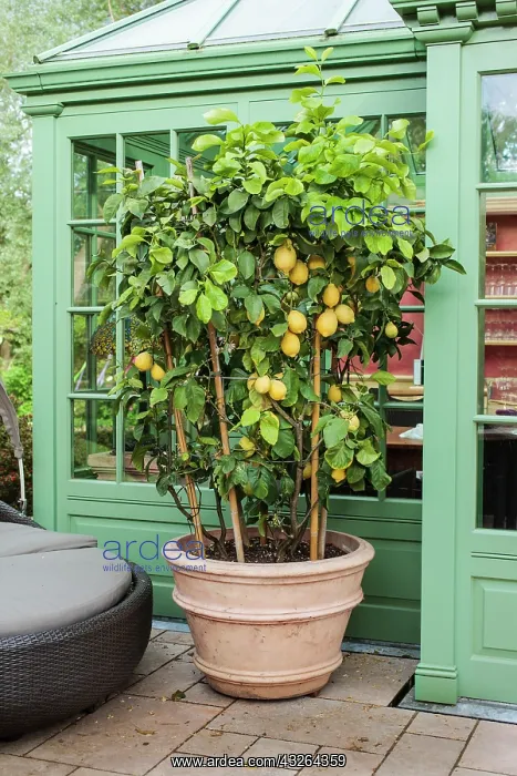 : Lemon tree in pot on a garden terrace - Creation : Lemon tree in pot on a garden terrace - Creation