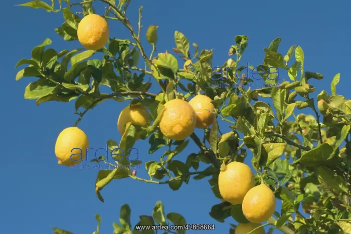 : Lemon Tree - with ripe lemon fruits hanging from branch : Lemon Tree - with ripe lemon fruits hanging from branch